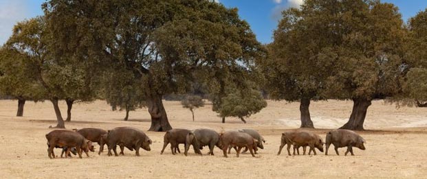 Comprar Cerdo Ibérico